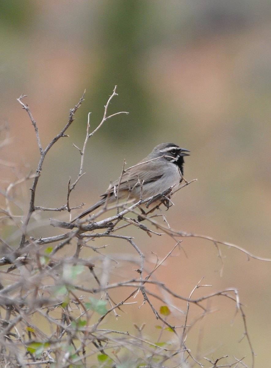 Black-throated Sparrow - ML619337825