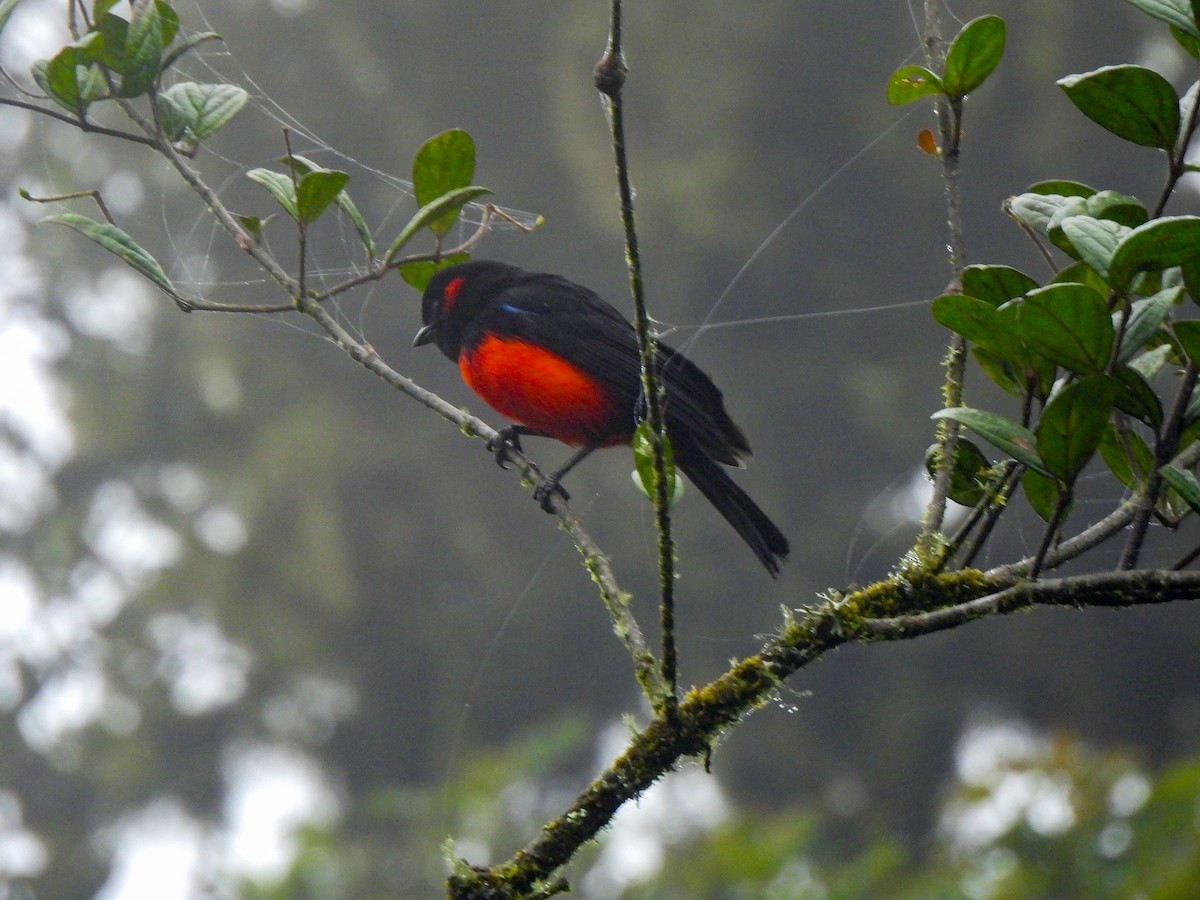 Scarlet-bellied Mountain Tanager - ML619337833