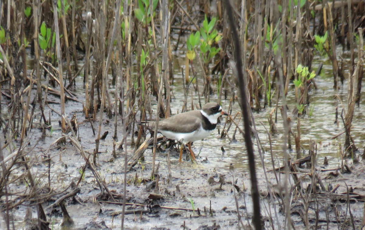 Semipalmated Plover - ML619337863