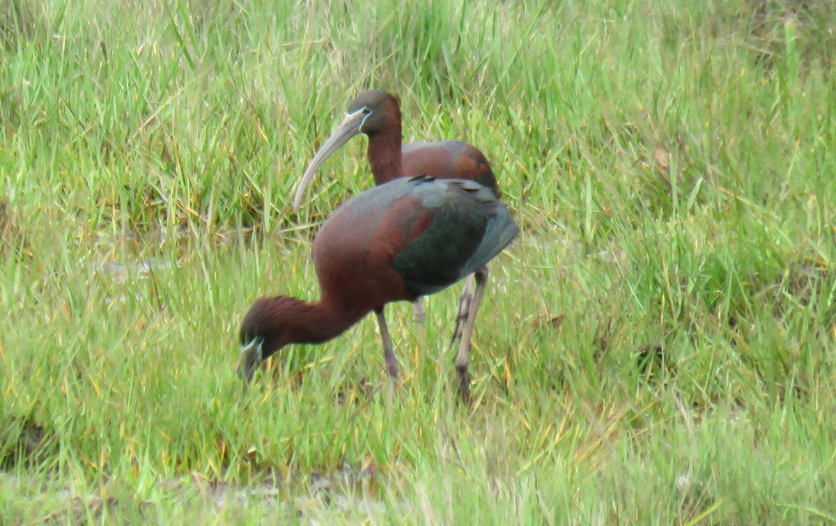 ibis hnědý - ML619337888