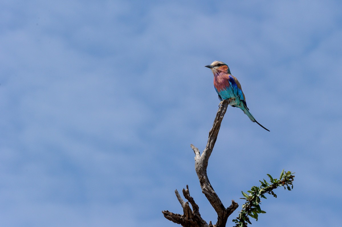 Lilac-breasted Roller - ML619337892
