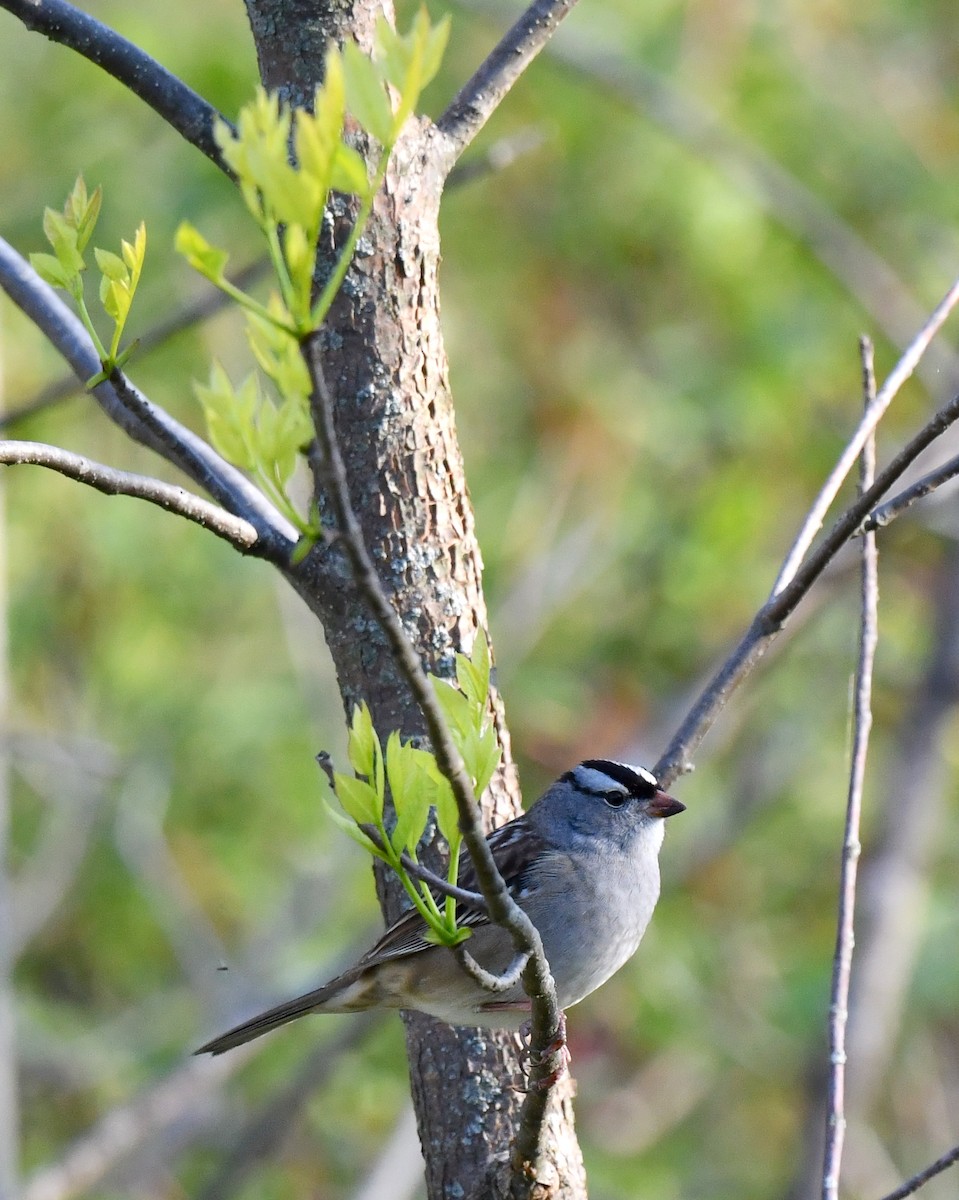 White-crowned Sparrow - ML619337951