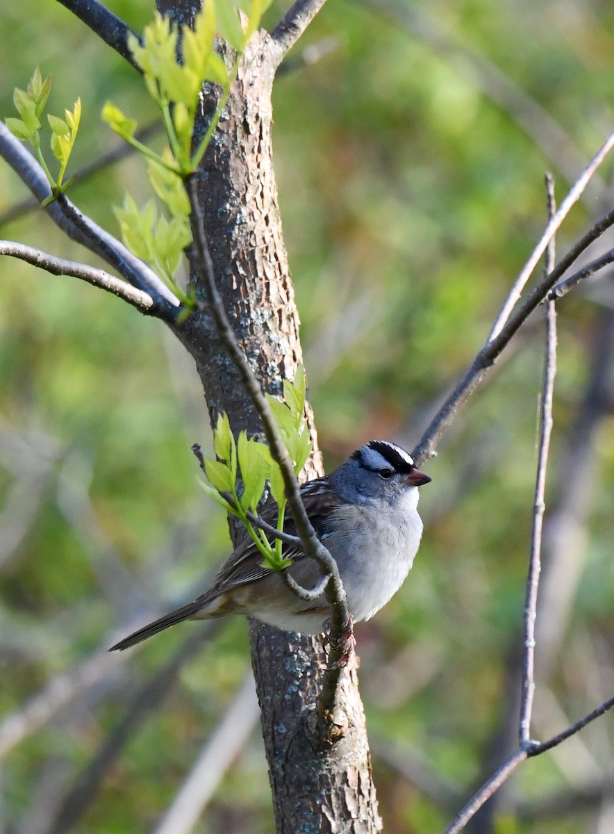 White-crowned Sparrow - ML619337955