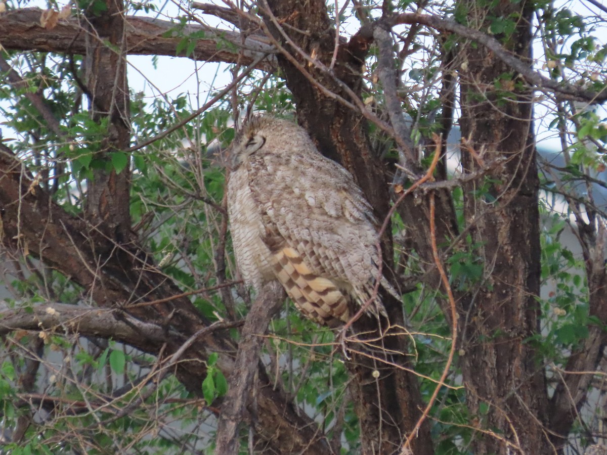 Great Horned Owl - ML619337956