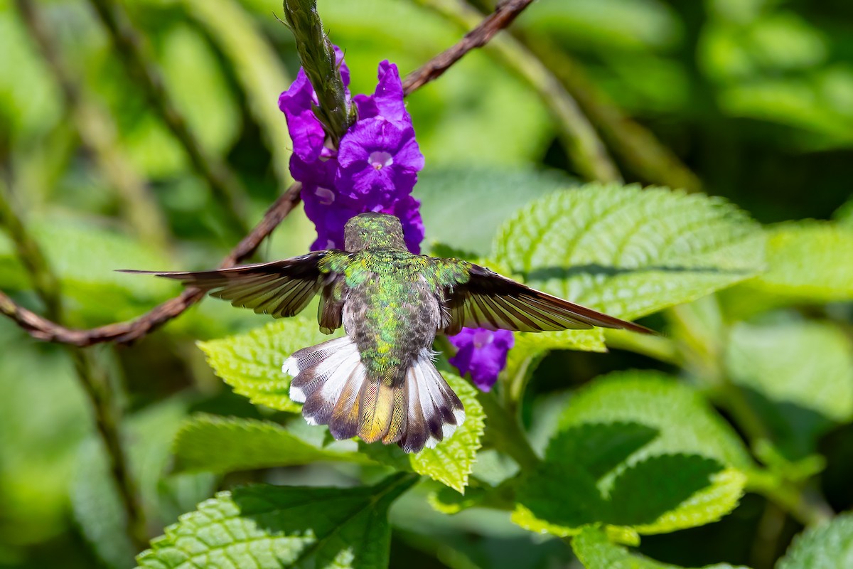 kolibřík běločelý - ML619337957
