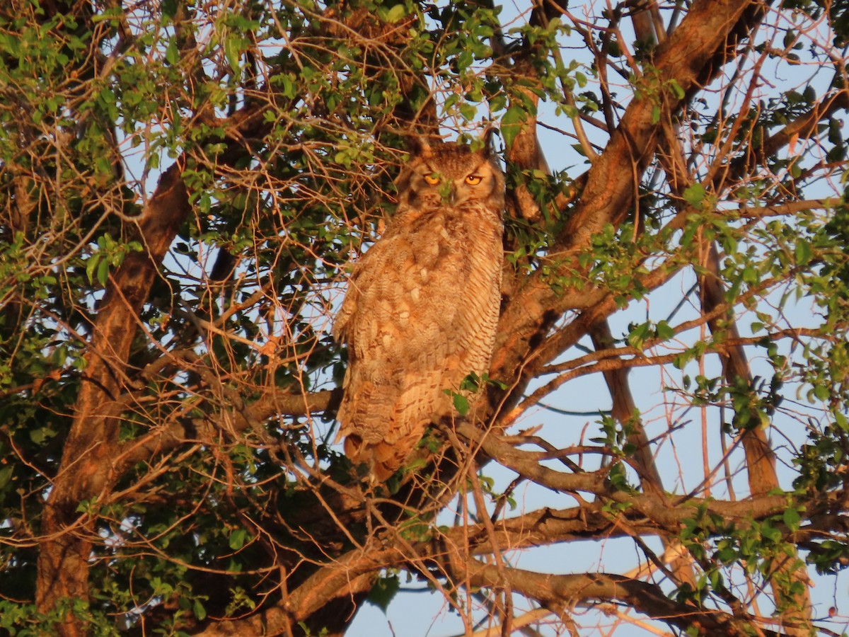 Great Horned Owl - ML619337958