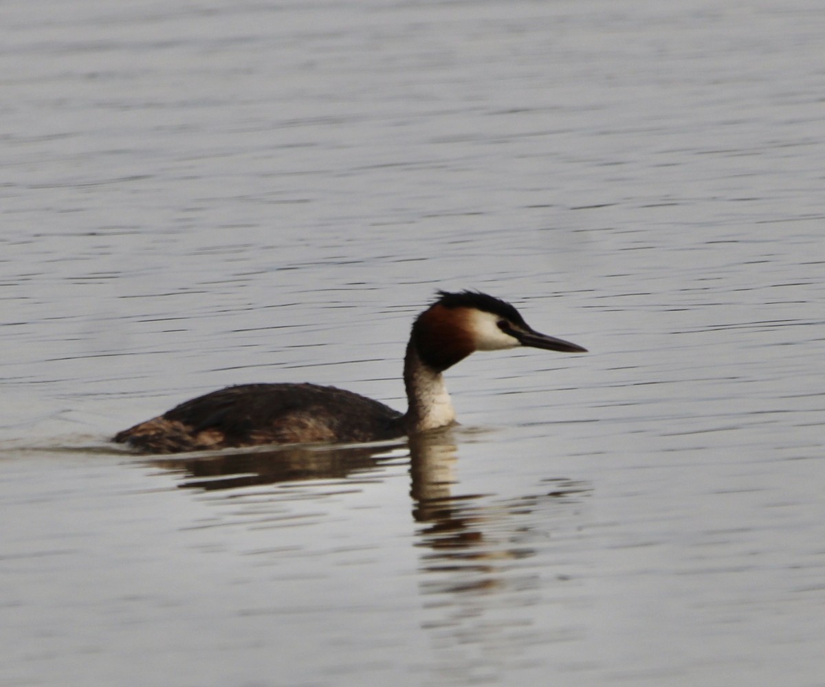 Great Crested Grebe - ML619337959