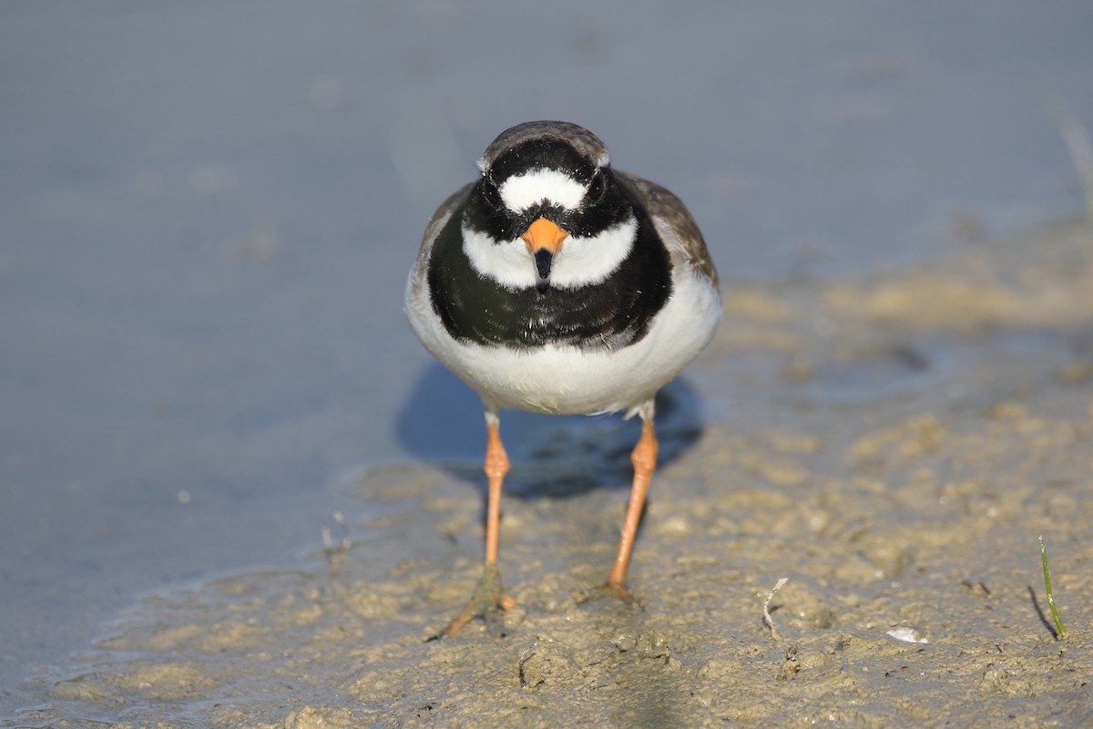 Common Ringed Plover - ML619337979