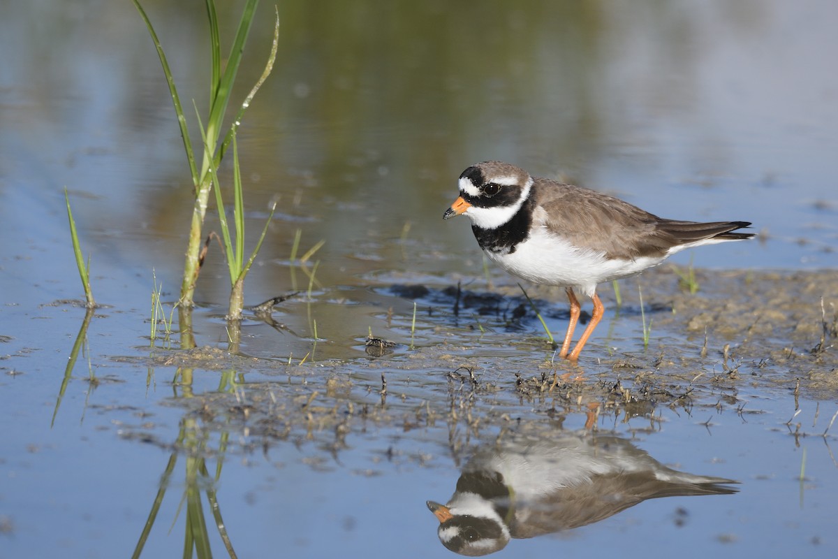 Common Ringed Plover - ML619337982