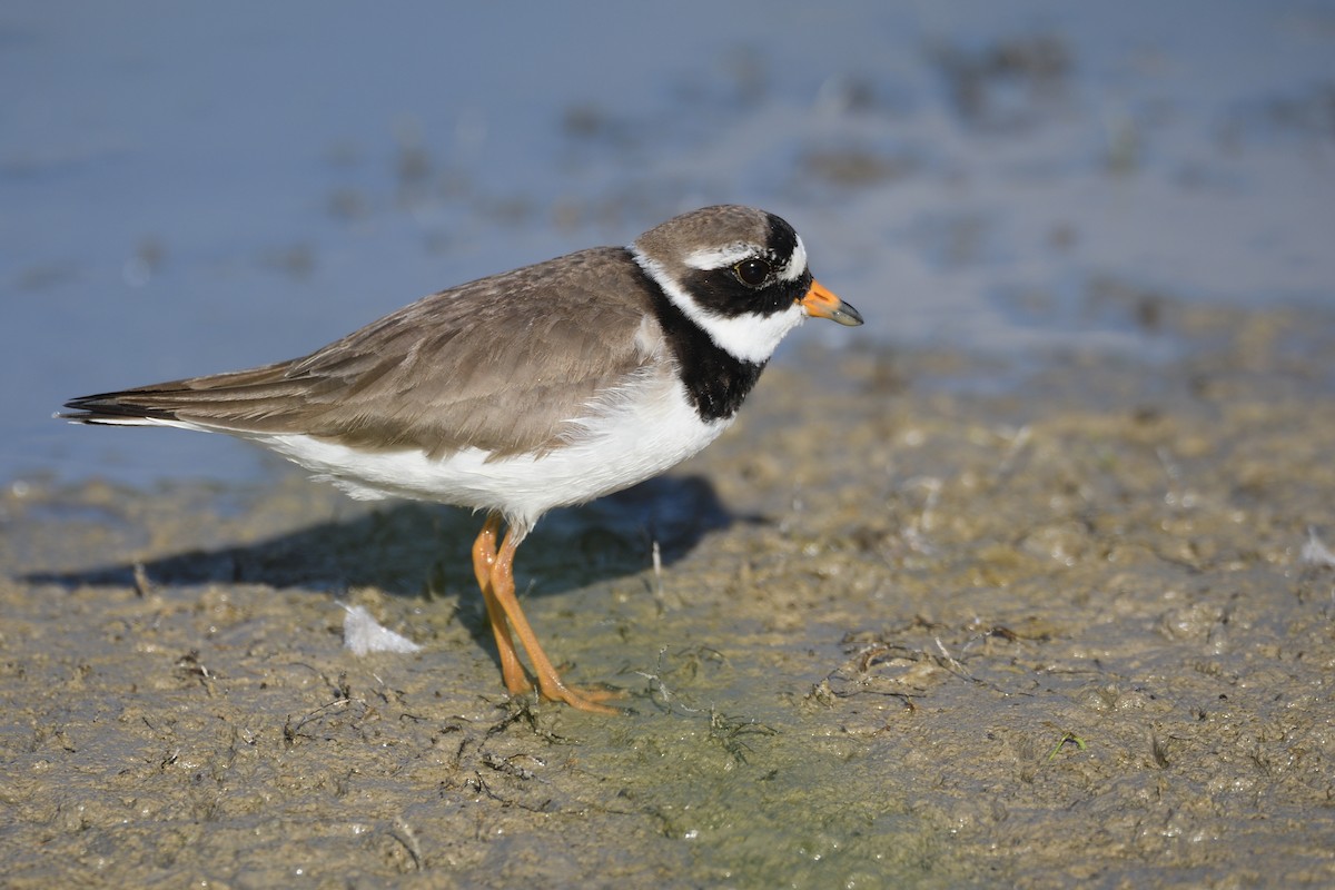 Common Ringed Plover - ML619337983