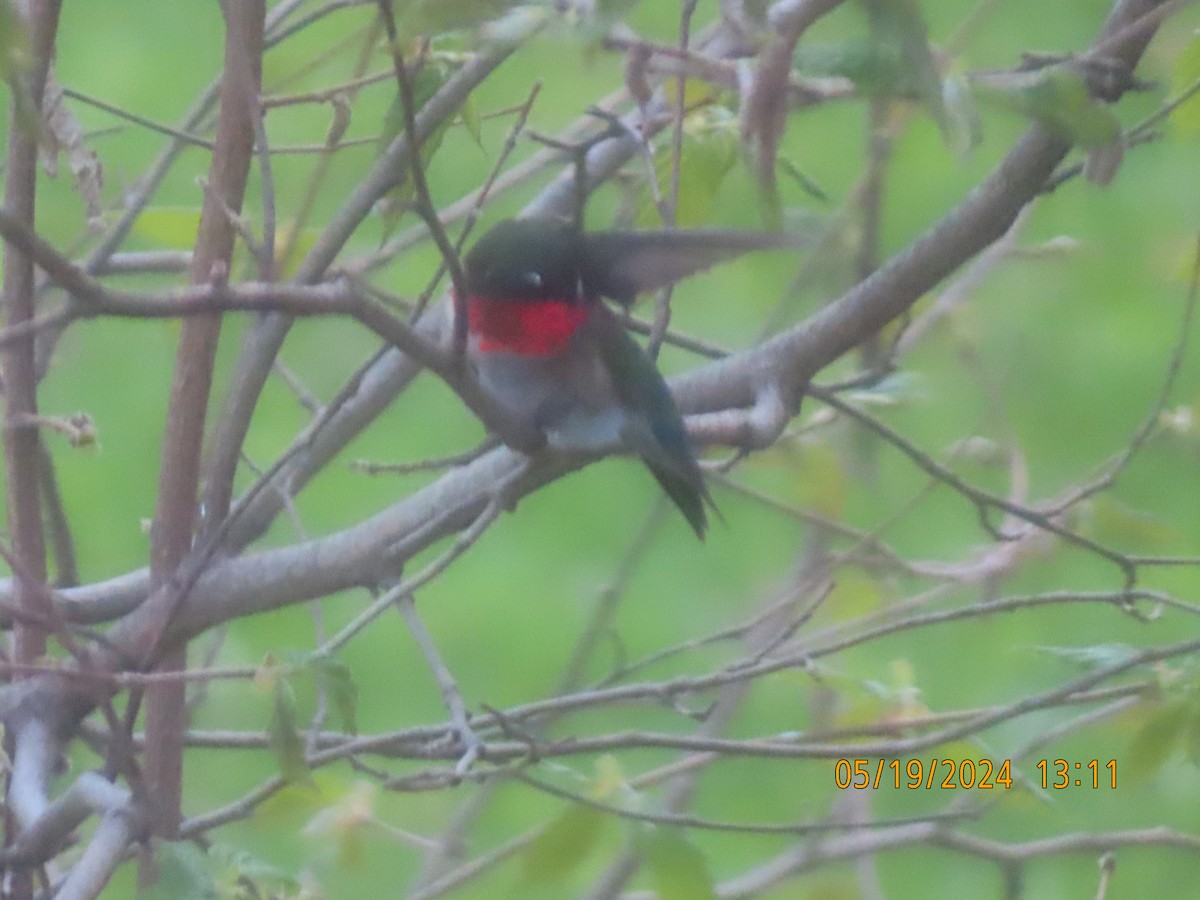 Ruby-throated Hummingbird - ML619338015
