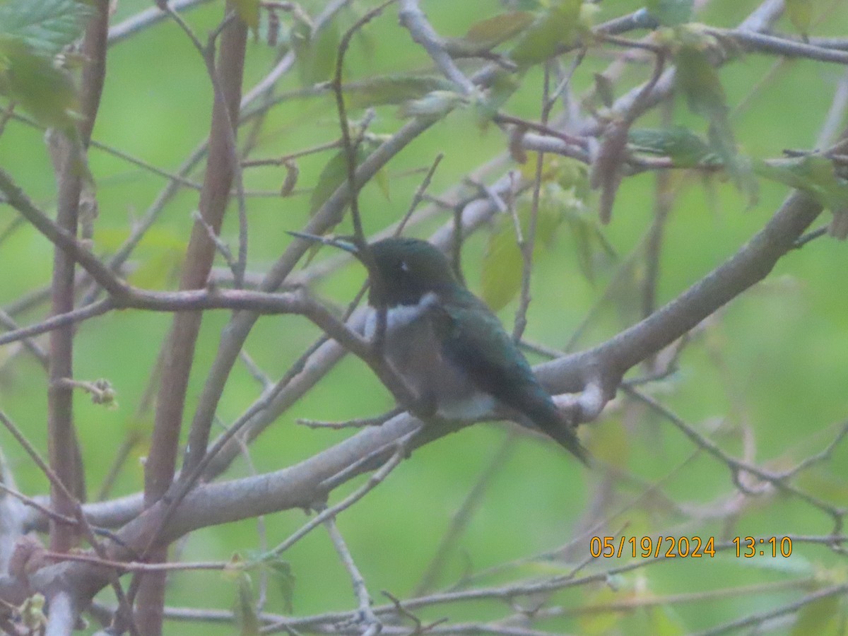 Ruby-throated Hummingbird - ML619338017