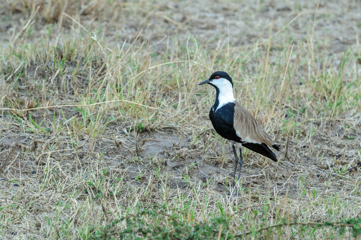 Spur-winged Lapwing - ML619338032