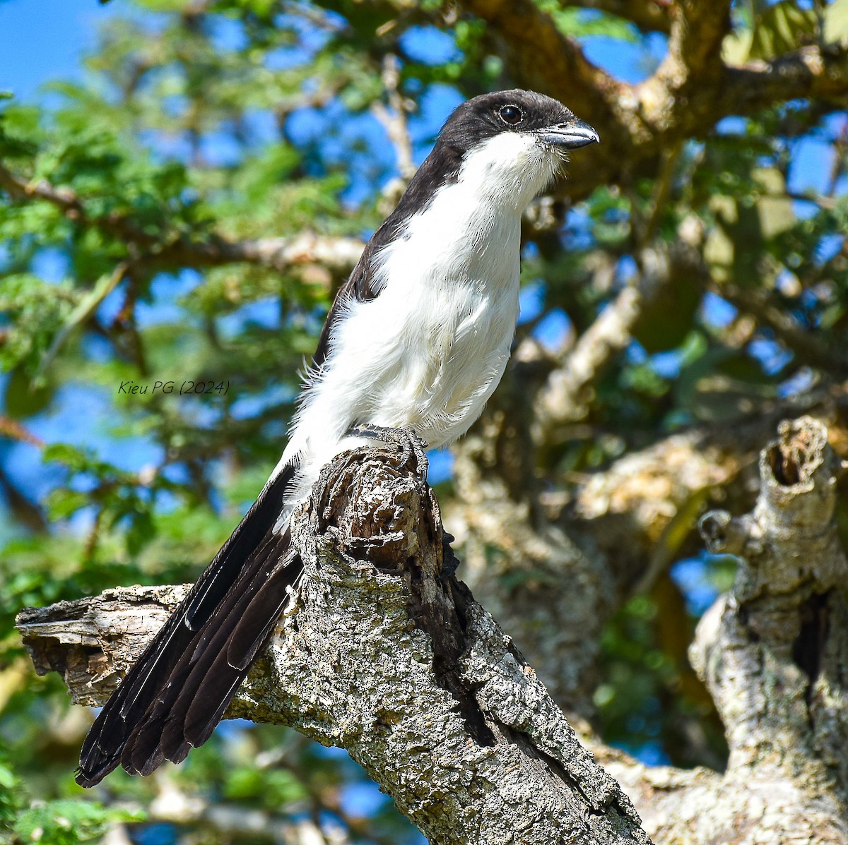 Long-tailed Fiscal - ML619338046
