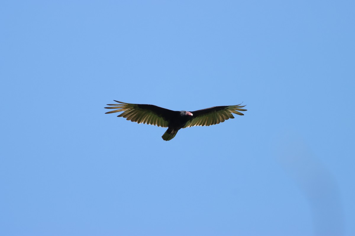 Turkey Vulture - ML619338078