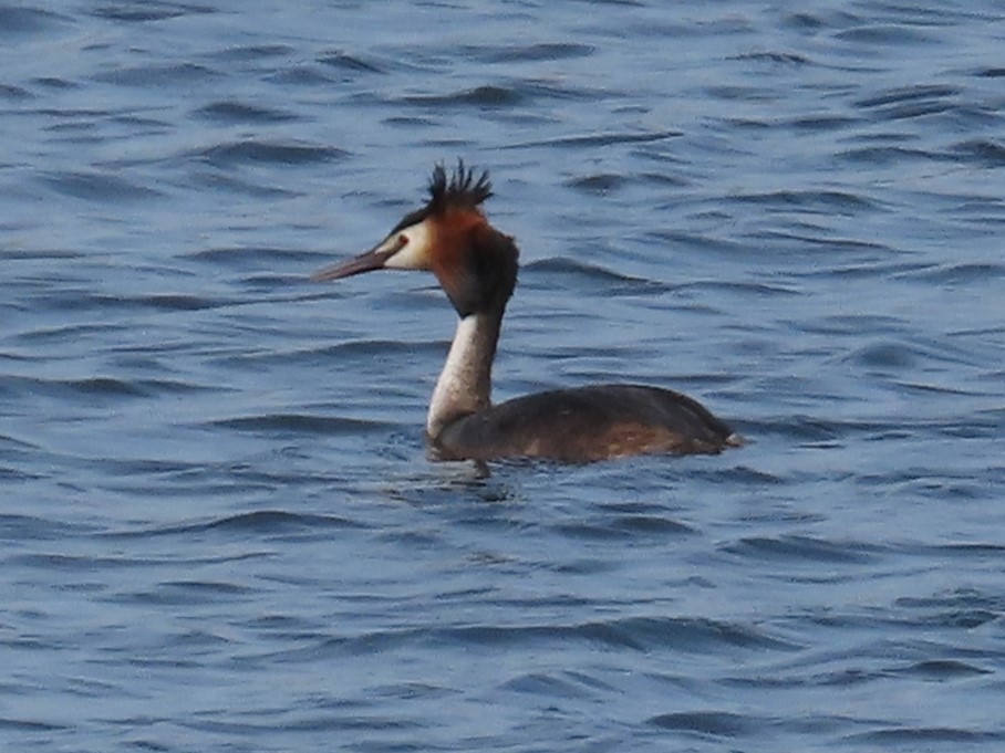 Great Crested Grebe - ML619338082