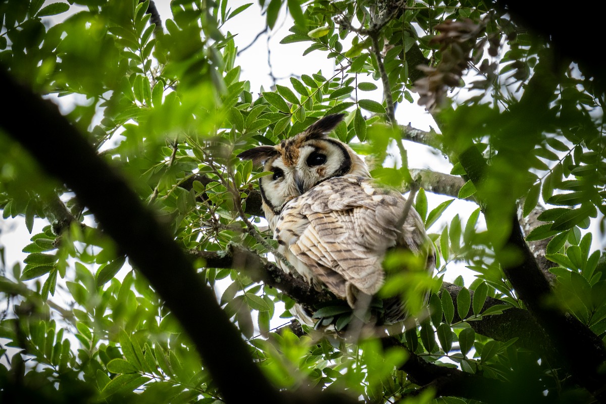 Striped Owl - ML619338176