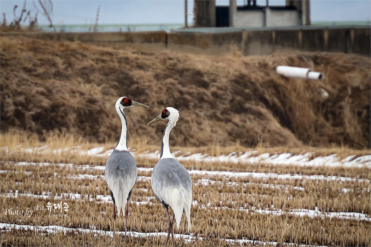 Red-crowned Crane - ML619338182