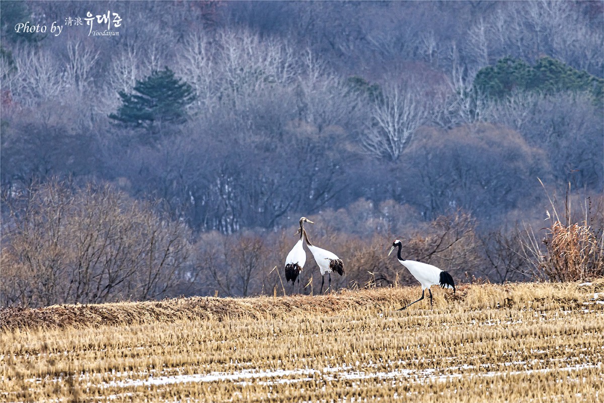 Red-crowned Crane - ML619338183