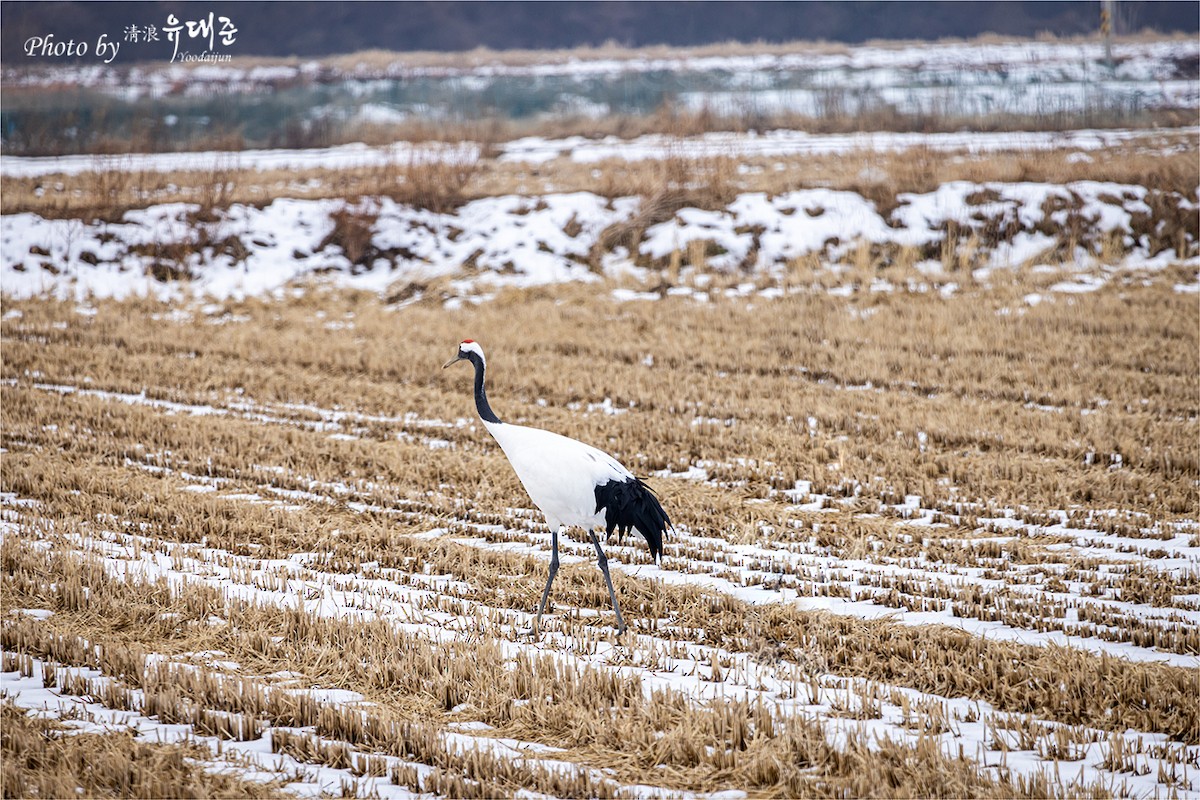 Red-crowned Crane - ML619338188
