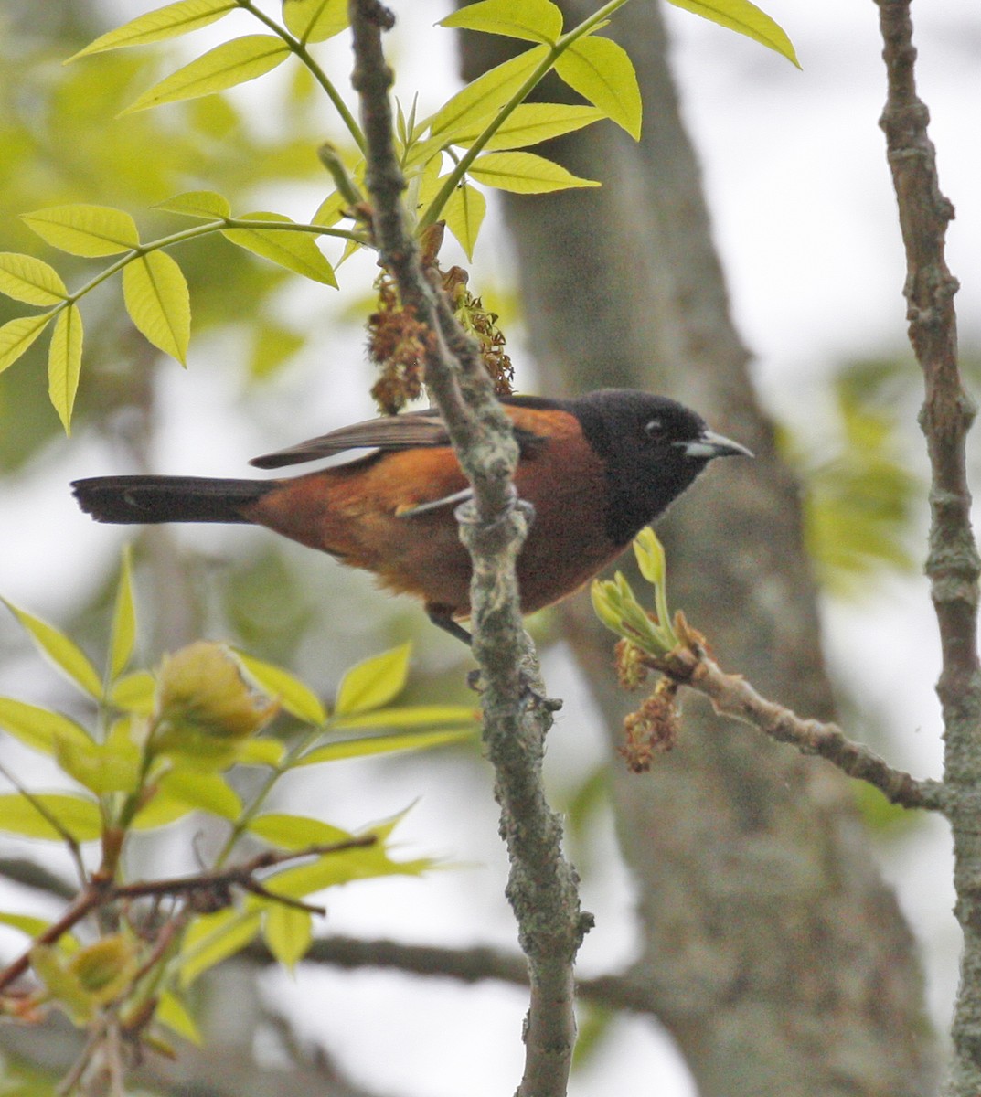 Orchard Oriole - ML619338200