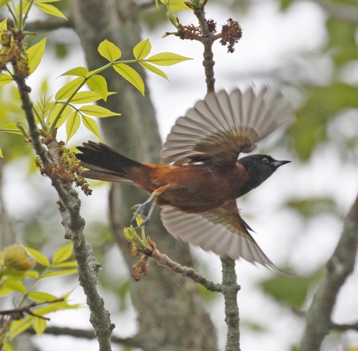 Orchard Oriole - ML619338202