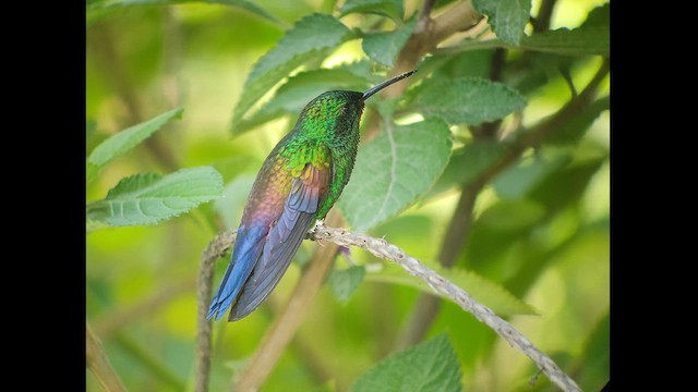 Blue-tailed Hummingbird - ML619338249