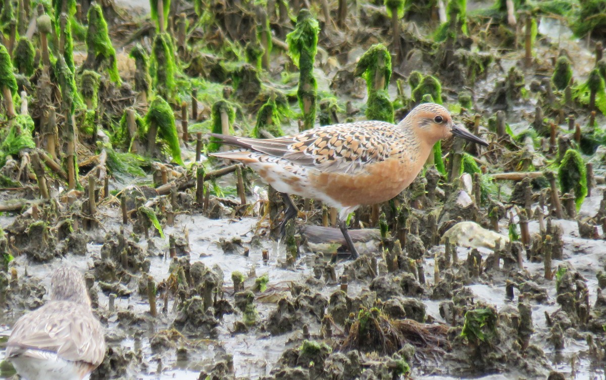 Red Knot - ML619338255