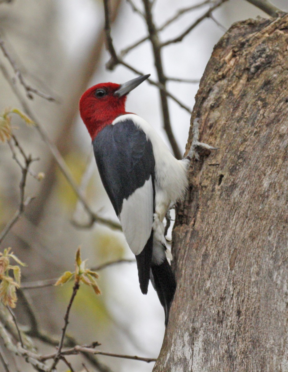 Red-headed Woodpecker - ML619338287