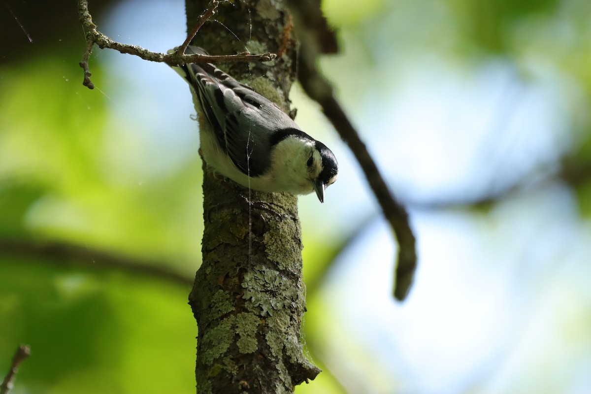 White-breasted Nuthatch - ML619338288