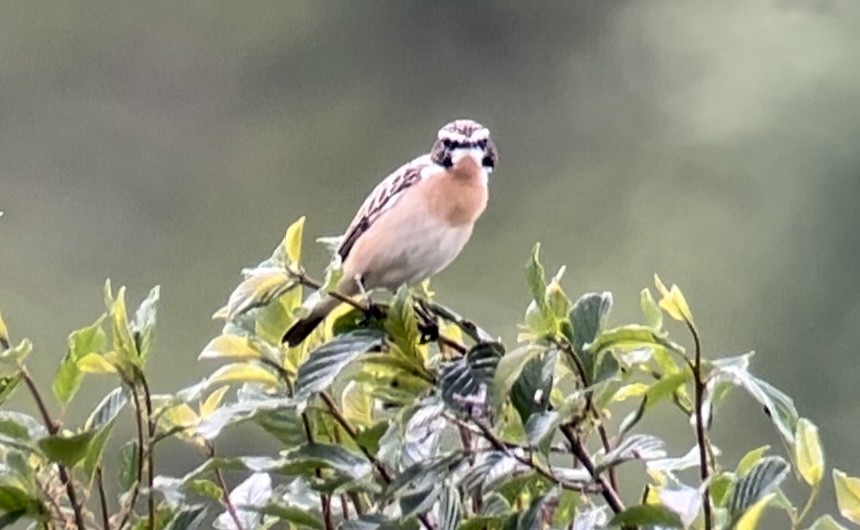 Whinchat - ML619338293