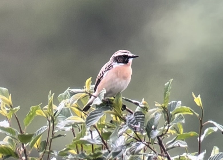 Whinchat - ML619338294