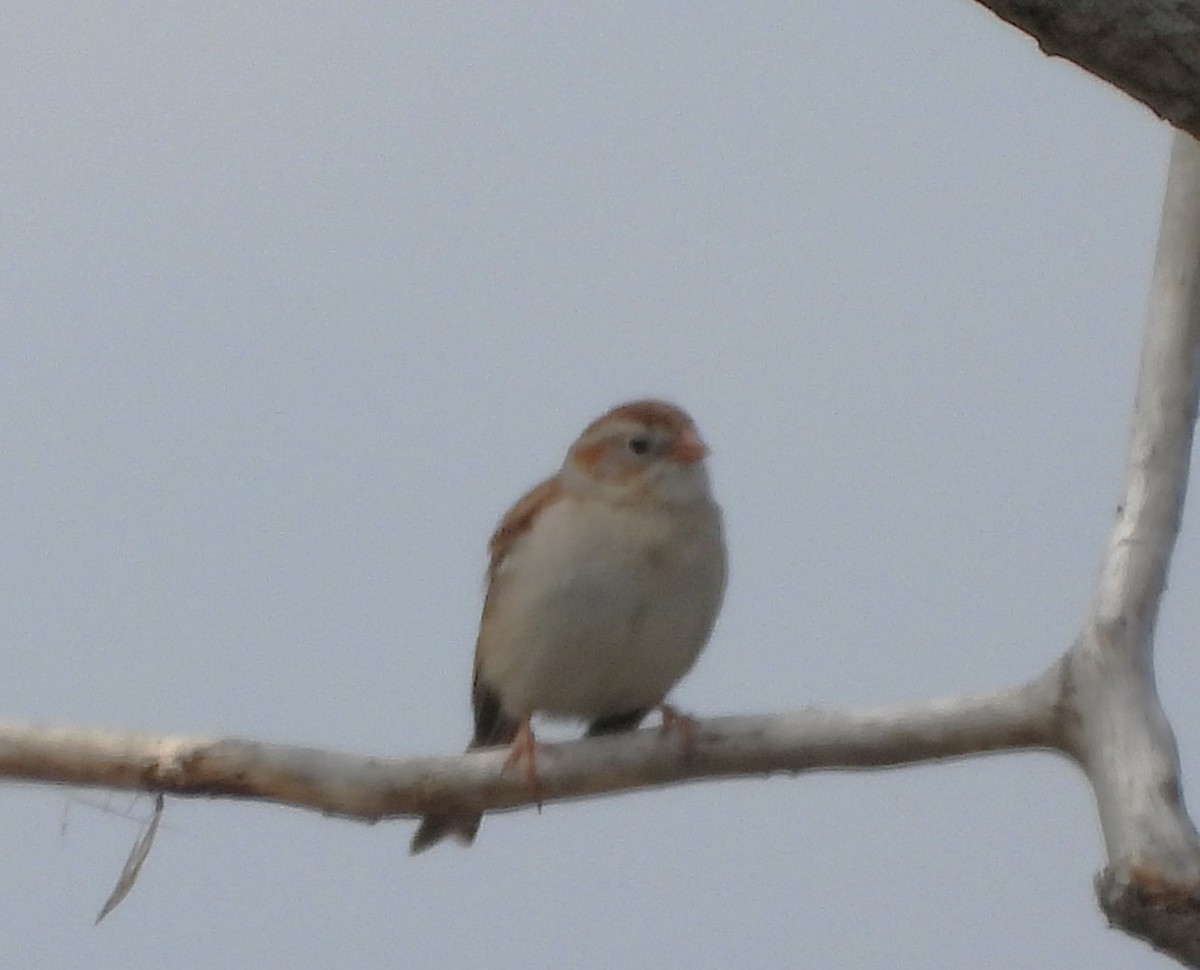 Field Sparrow - ML619338314
