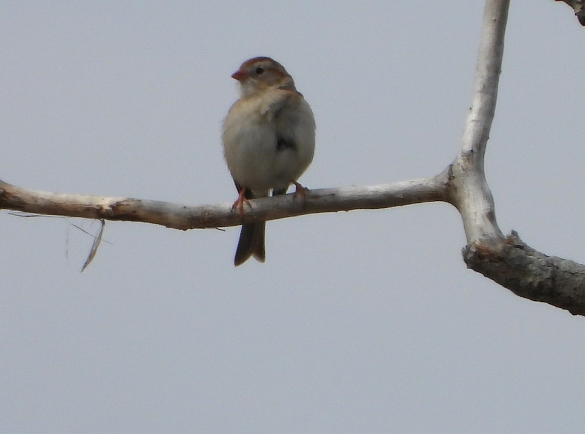 Field Sparrow - ML619338316