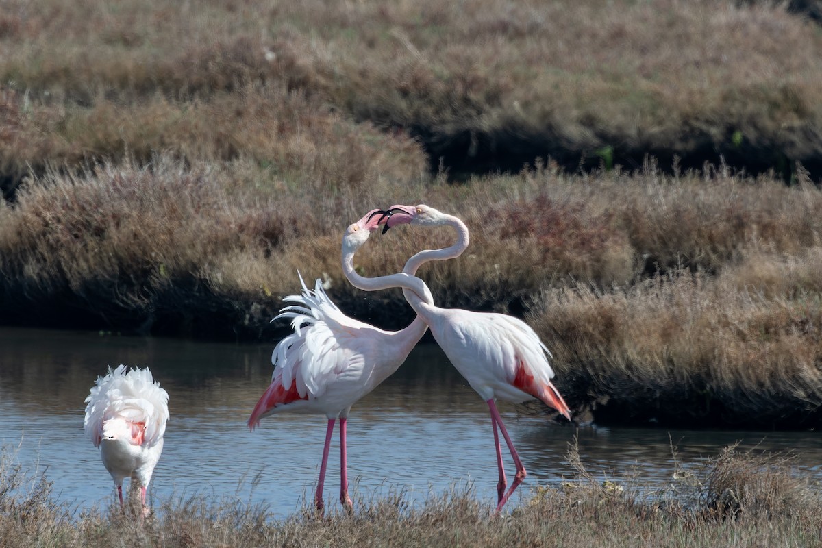 Greater Flamingo - ML619338322