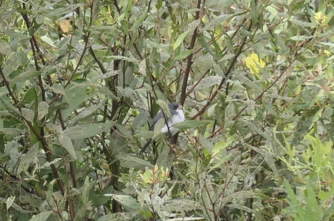 hvitbukfrøeter (leucoptera gr.) - ML619338343