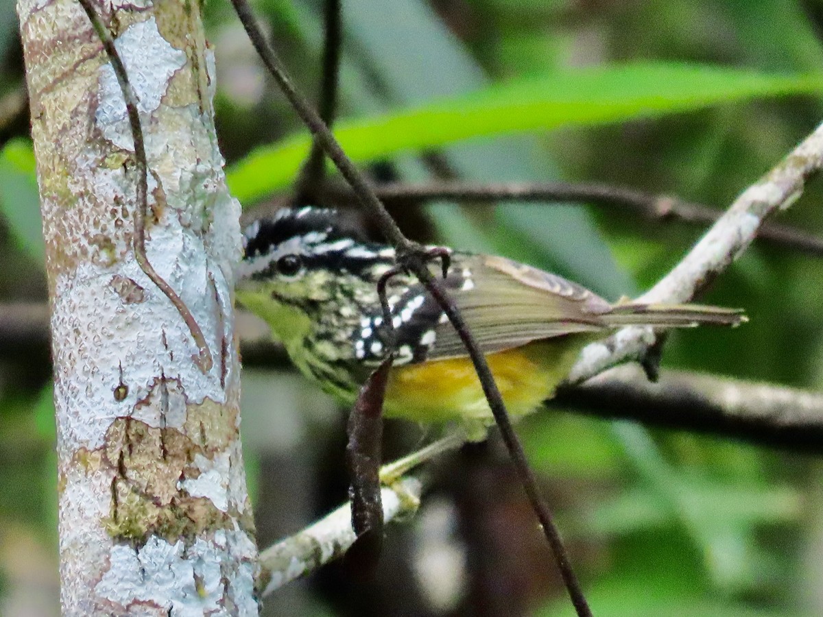 Yellow-breasted Warbling-Antbird - ML619338368