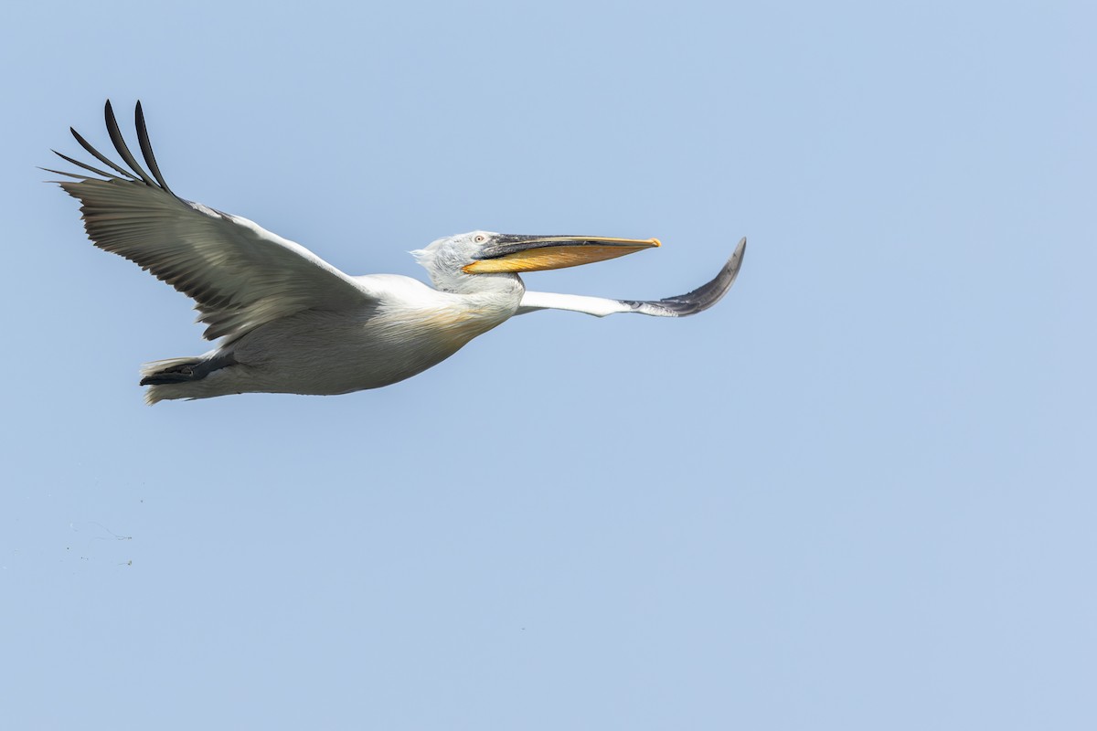pelikán kadeřavý - ML619338372