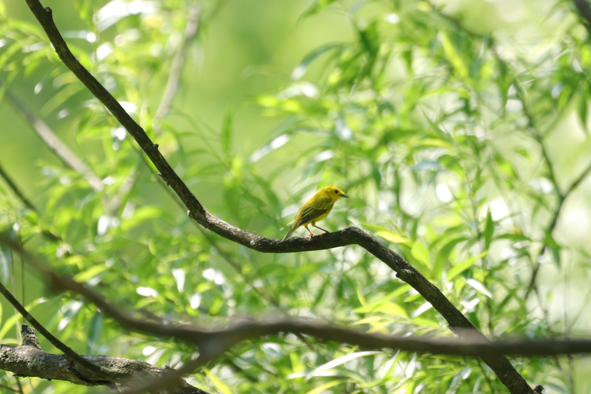 Yellow Warbler - ML619338419