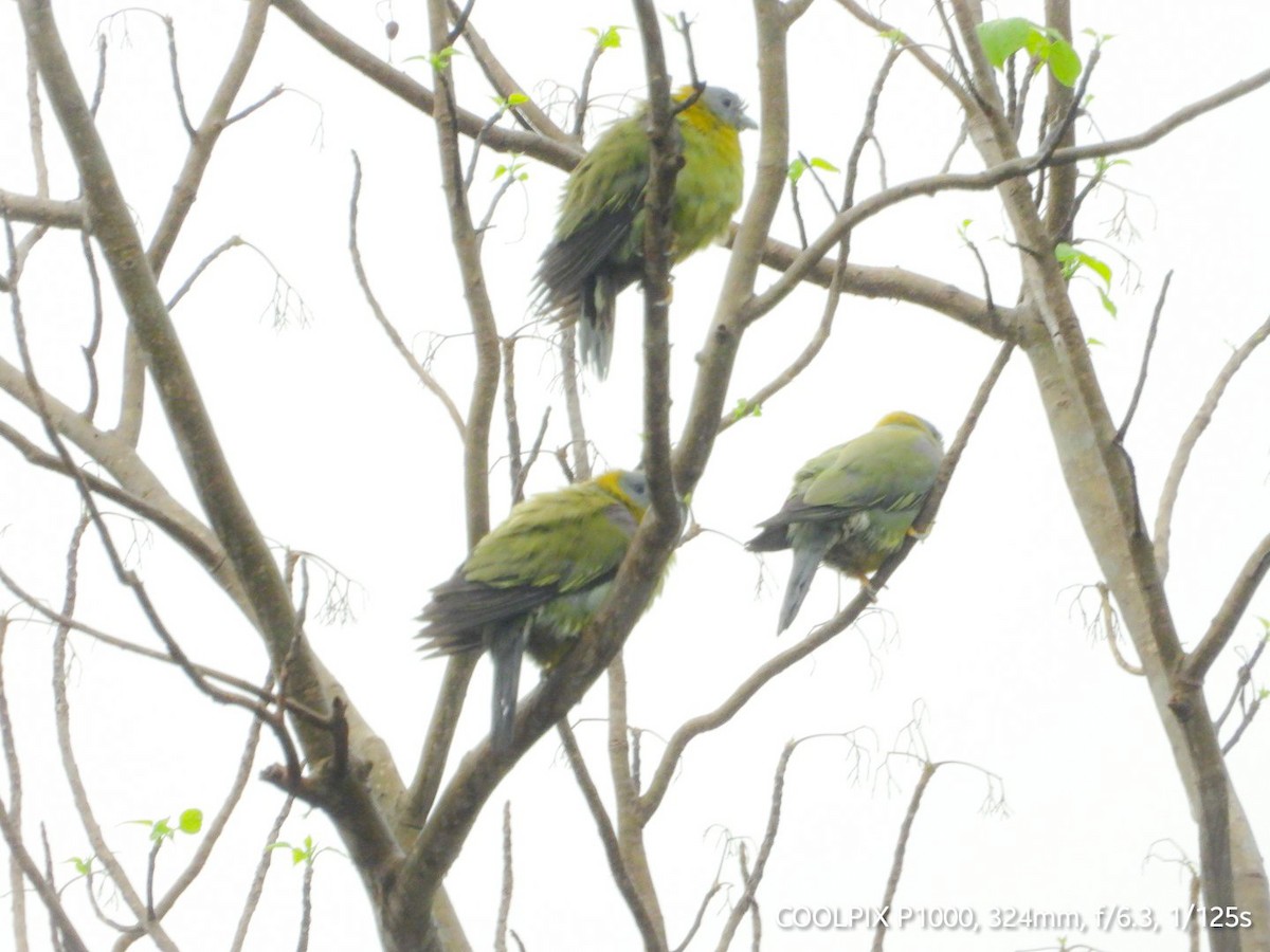 Yellow-footed Green-Pigeon - ML619338535