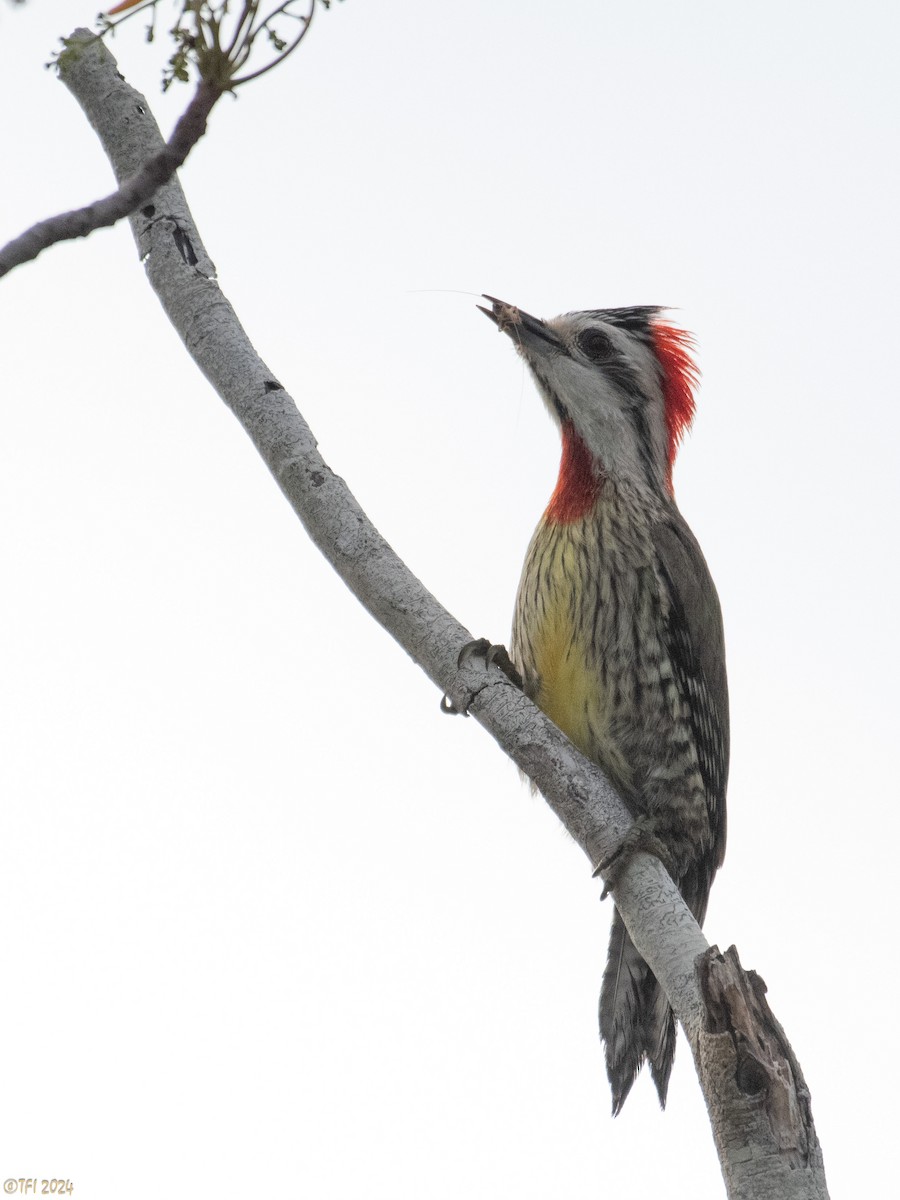 Cuban Green Woodpecker - ML619338574
