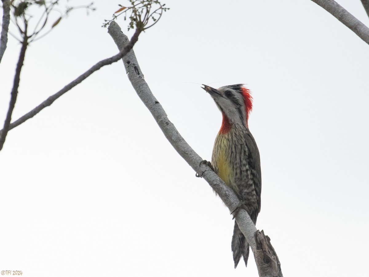 Cuban Green Woodpecker - ML619338575