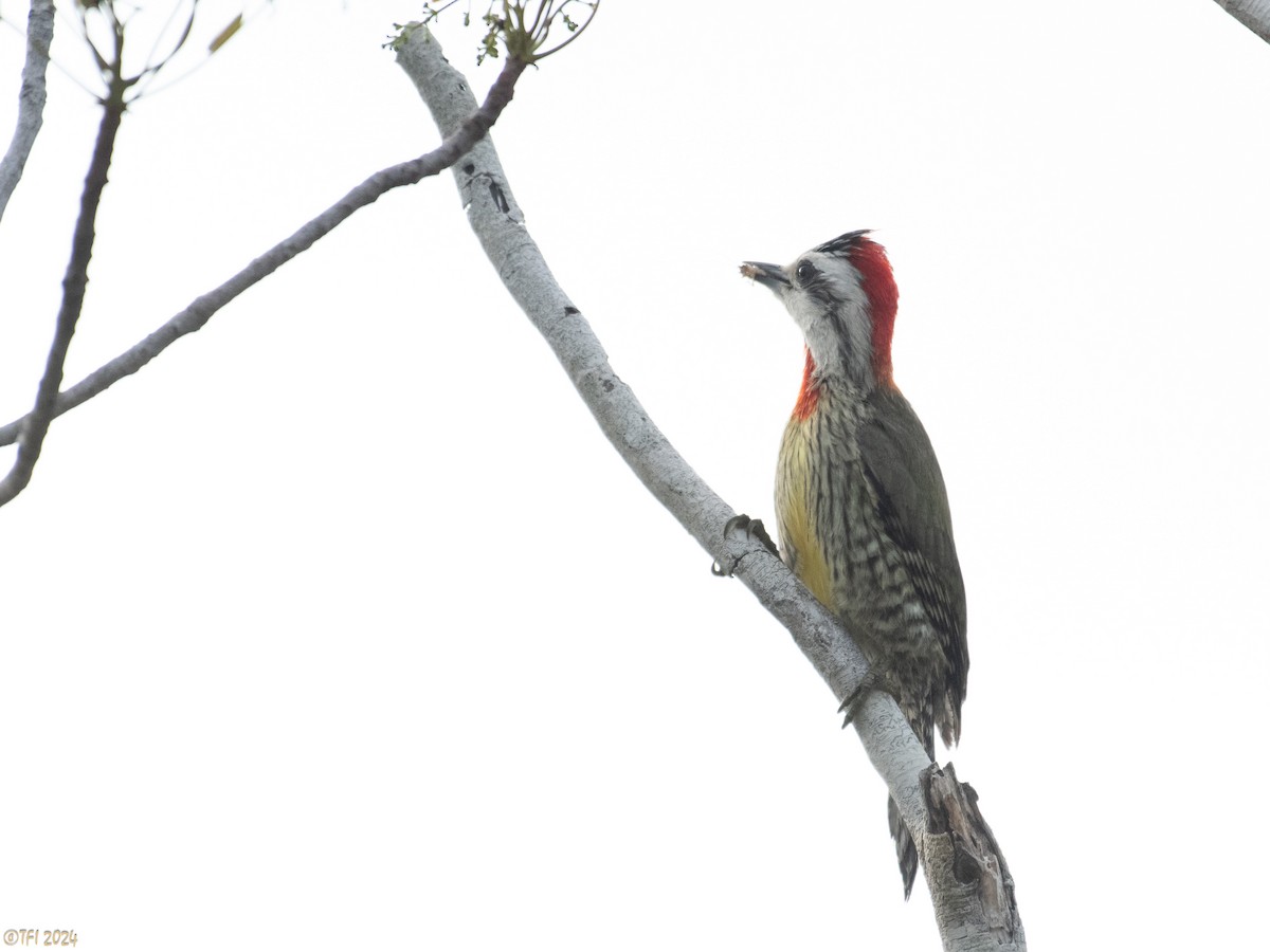 Cuban Green Woodpecker - ML619338576