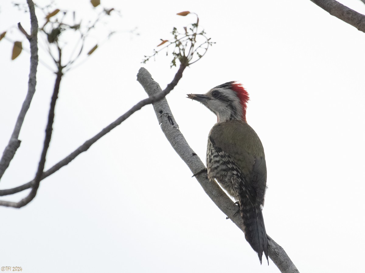 Cuban Green Woodpecker - ML619338584