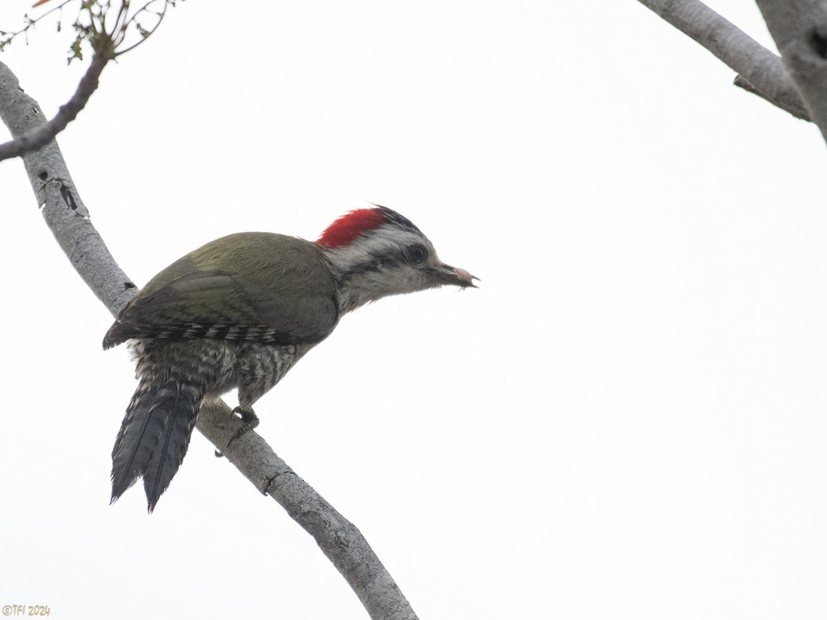 Cuban Green Woodpecker - ML619338585