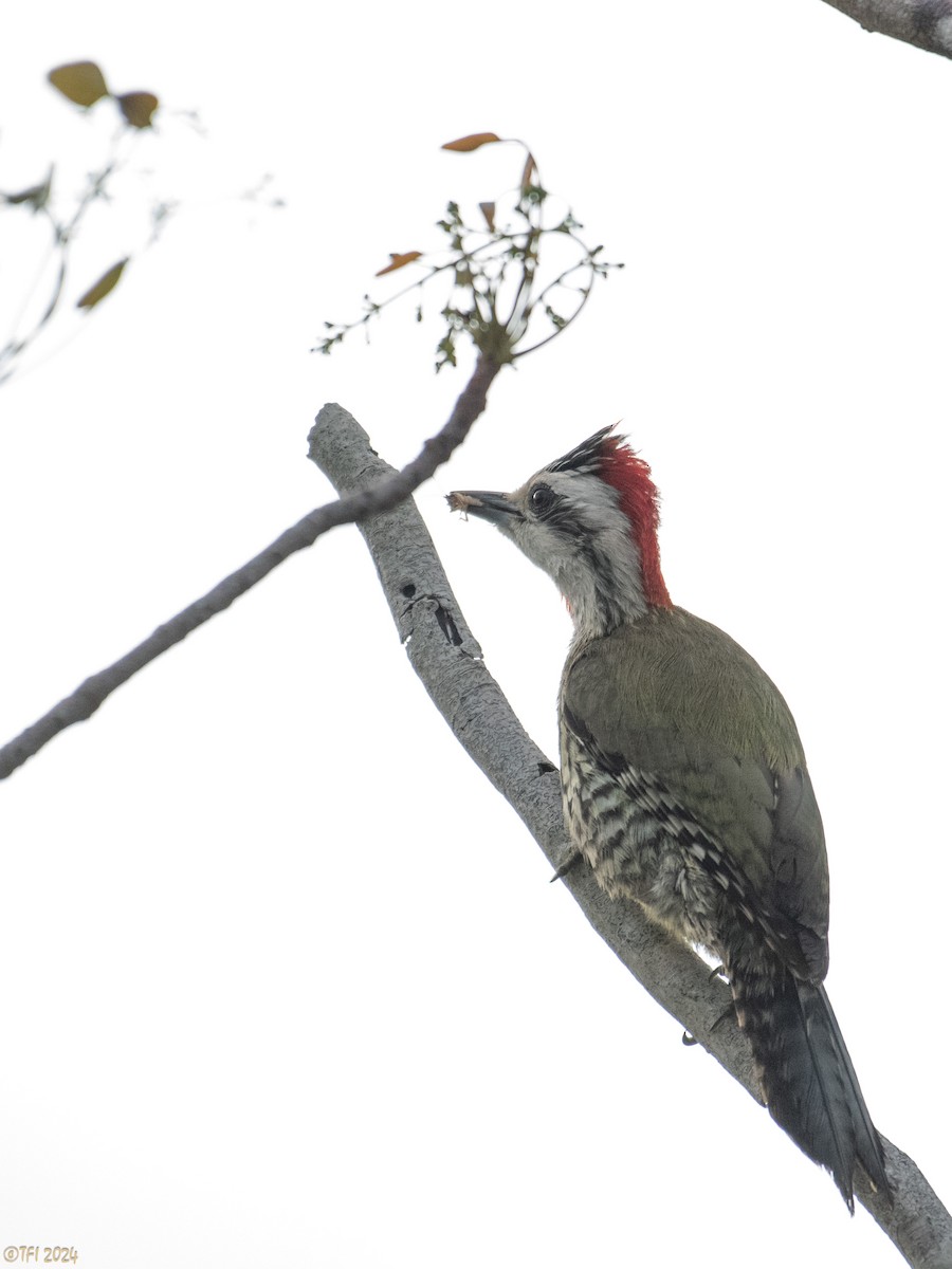 Cuban Green Woodpecker - ML619338587