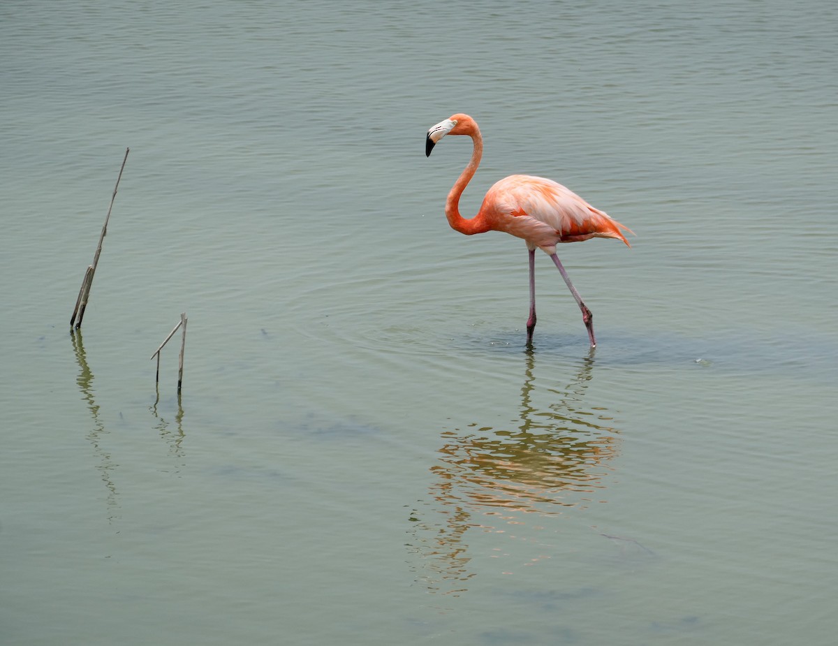 American Flamingo - ML619338590