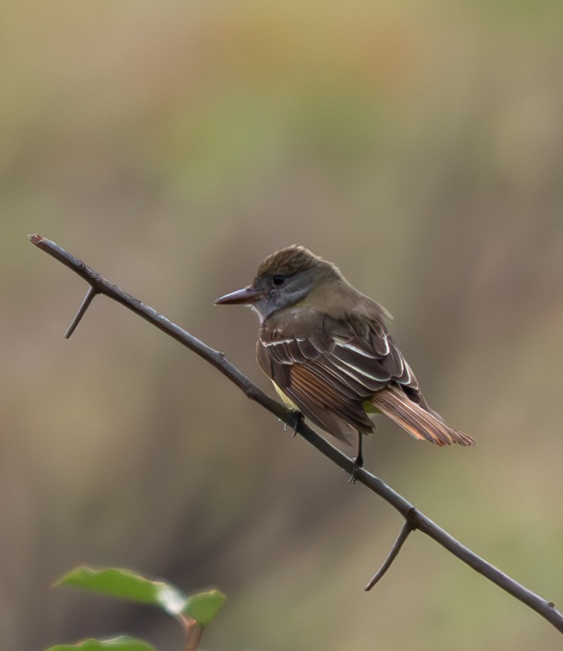Great Crested Flycatcher - ML619338602
