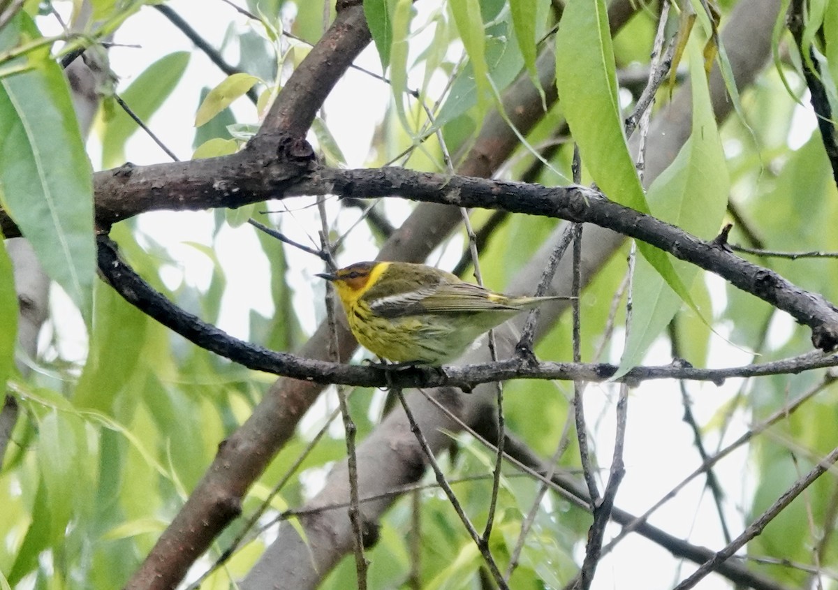 Cape May Warbler - ML619338632