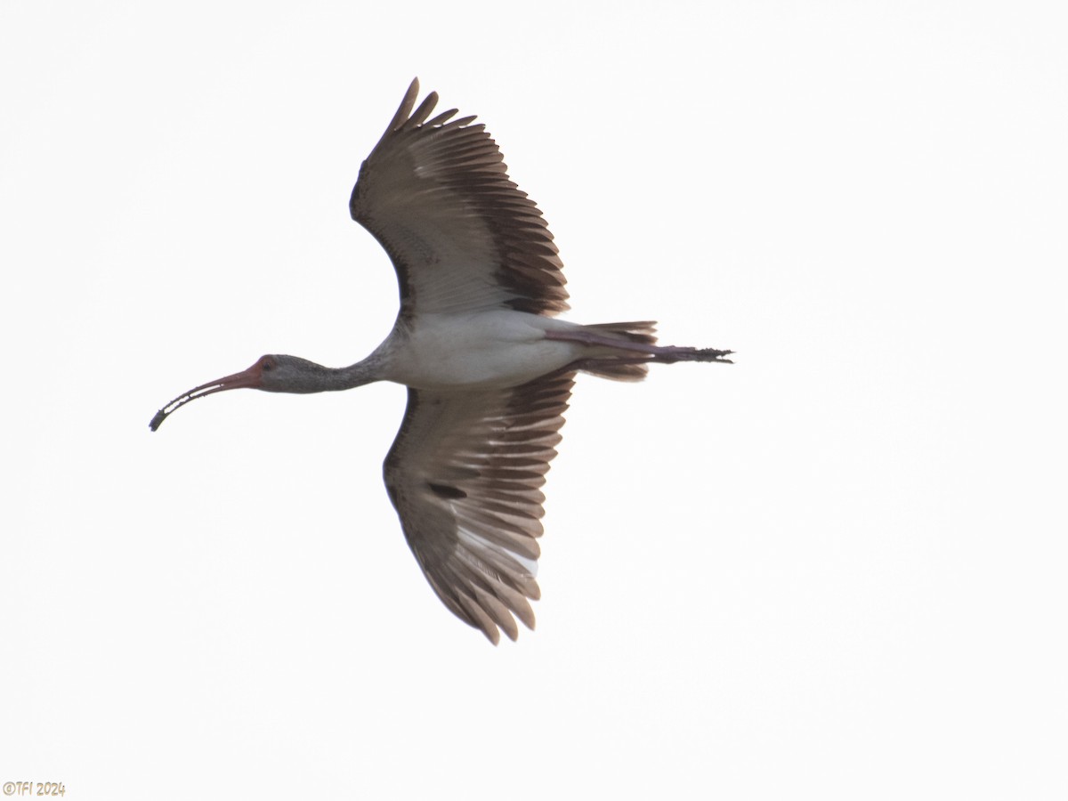 ibis bílý - ML619338639